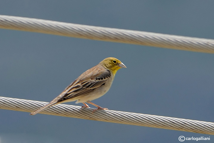Lesbo paradiso della natura